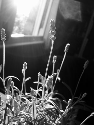 Lavender plant