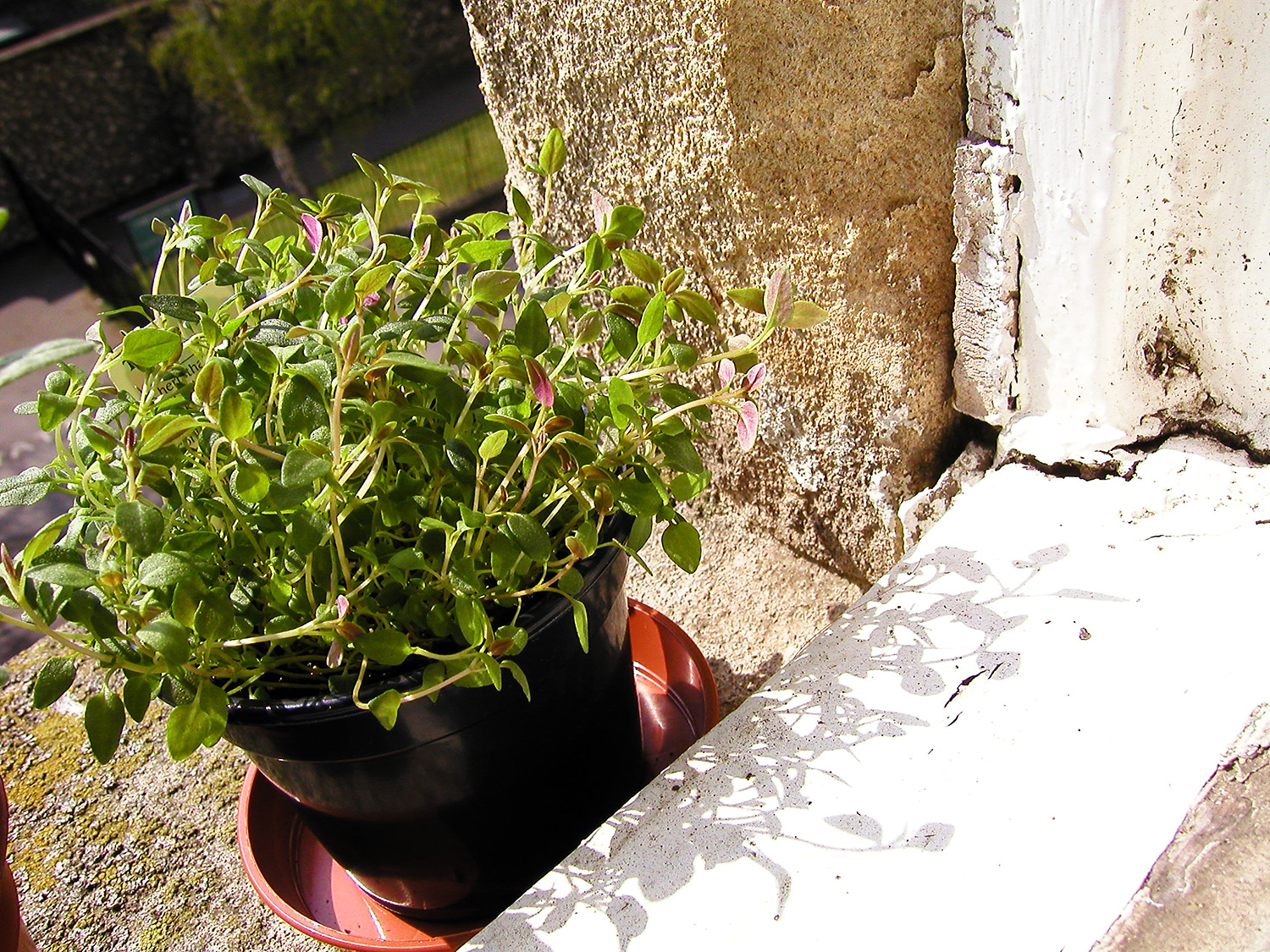 A picture of a small overgrown potted thyme