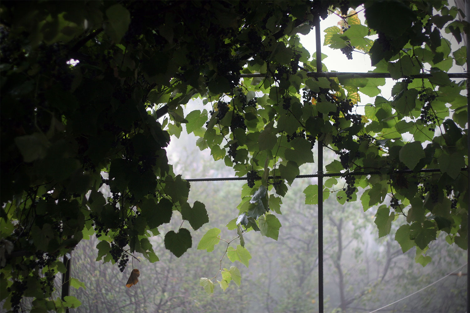 Grapes and fog, Goris, Armenia, 2008