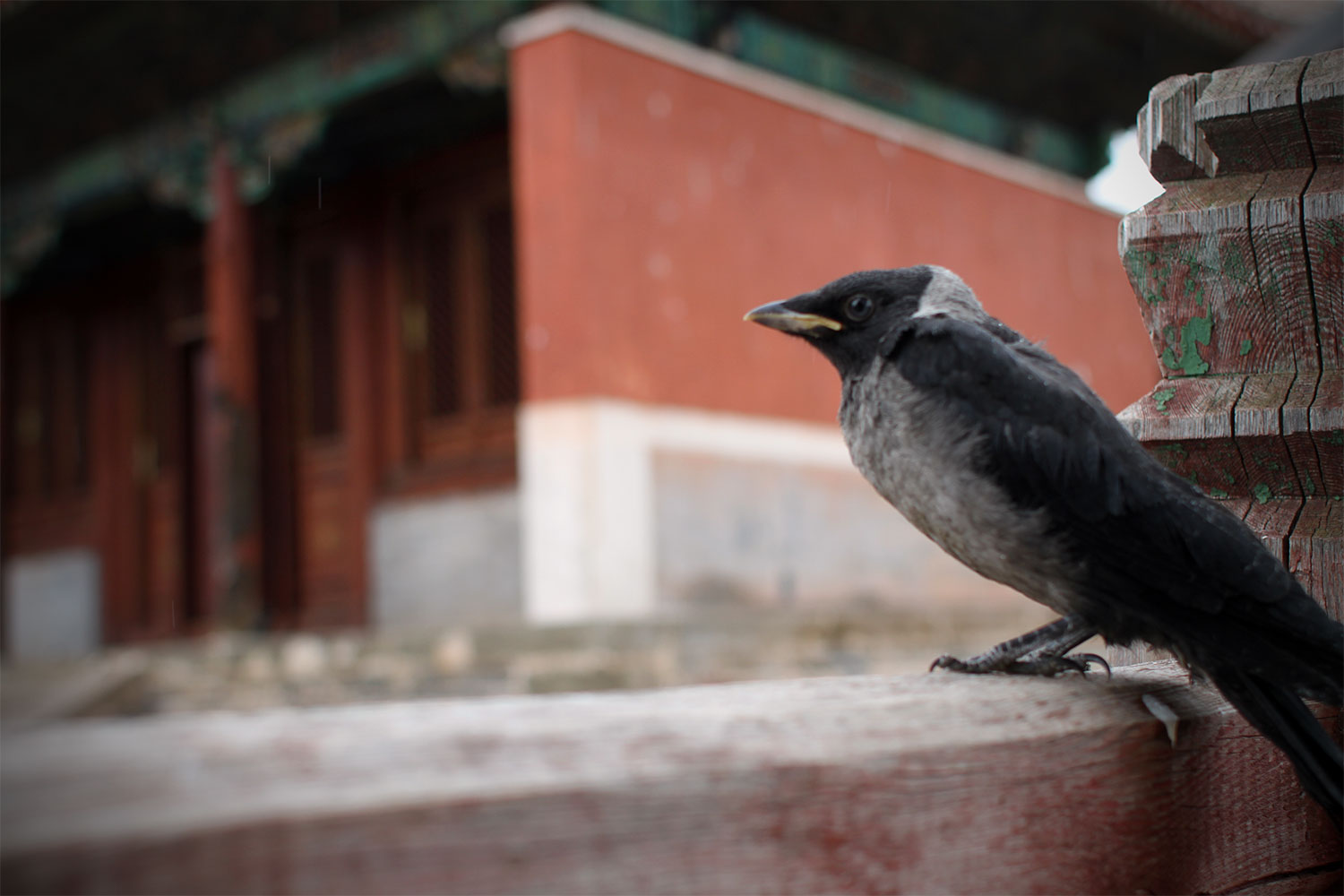 Jackdaw at Amarbayasgalant monastery, Mongolia, 2011