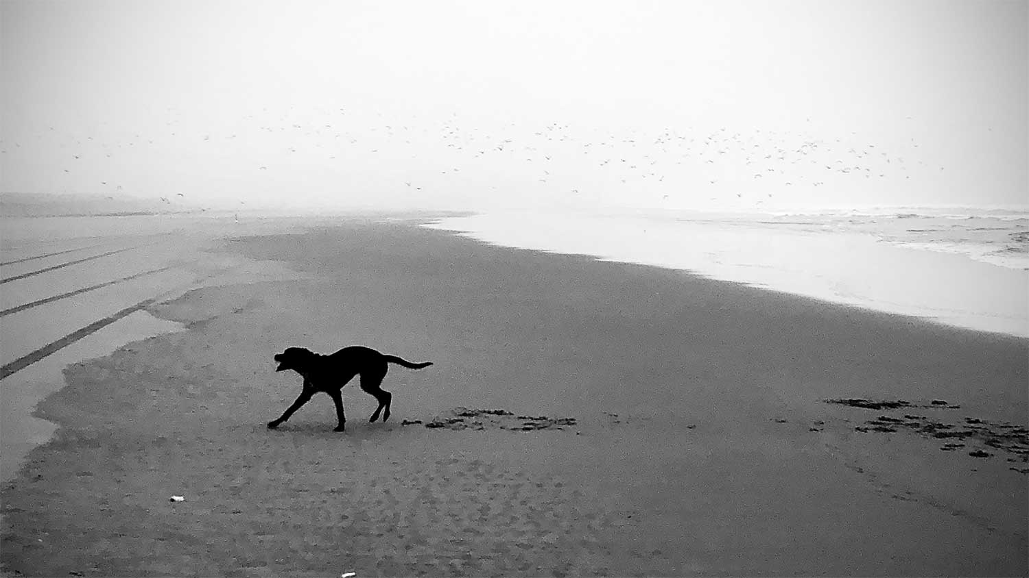 A black dog on a foggy beach barks at something out of frame