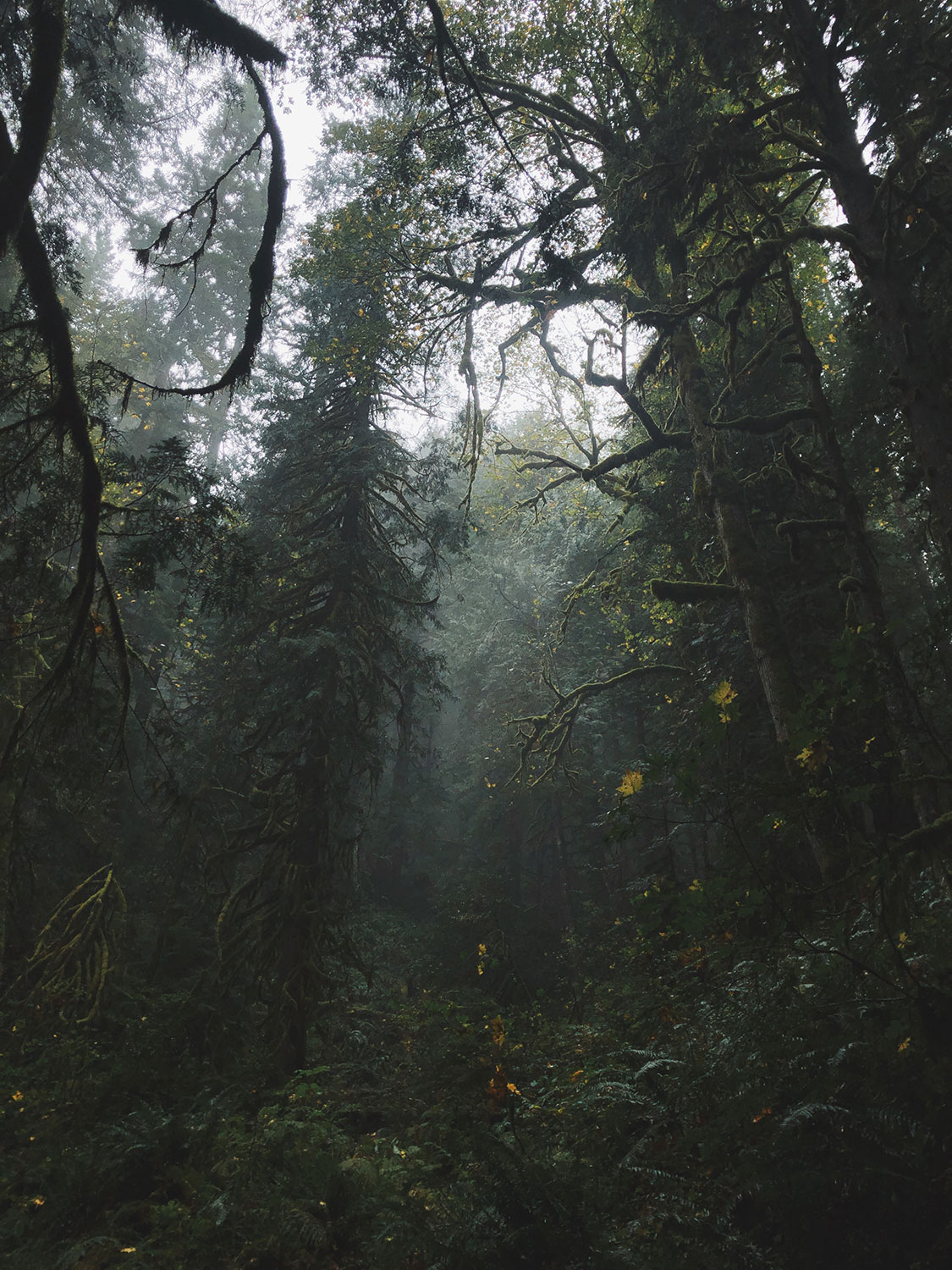 A dark and gloomy forest in the mist, with occasional glints of golden leaves against the darkness.