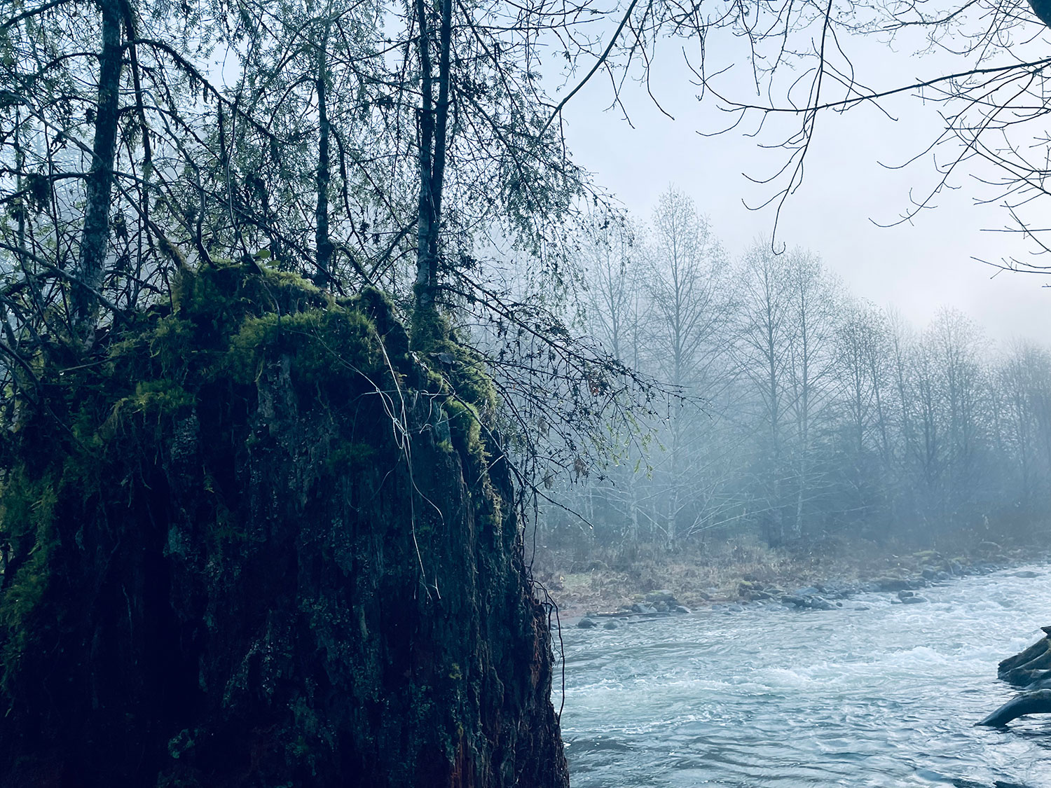 A rather blue view of a river and winter-bare trees encrusted with water droplets