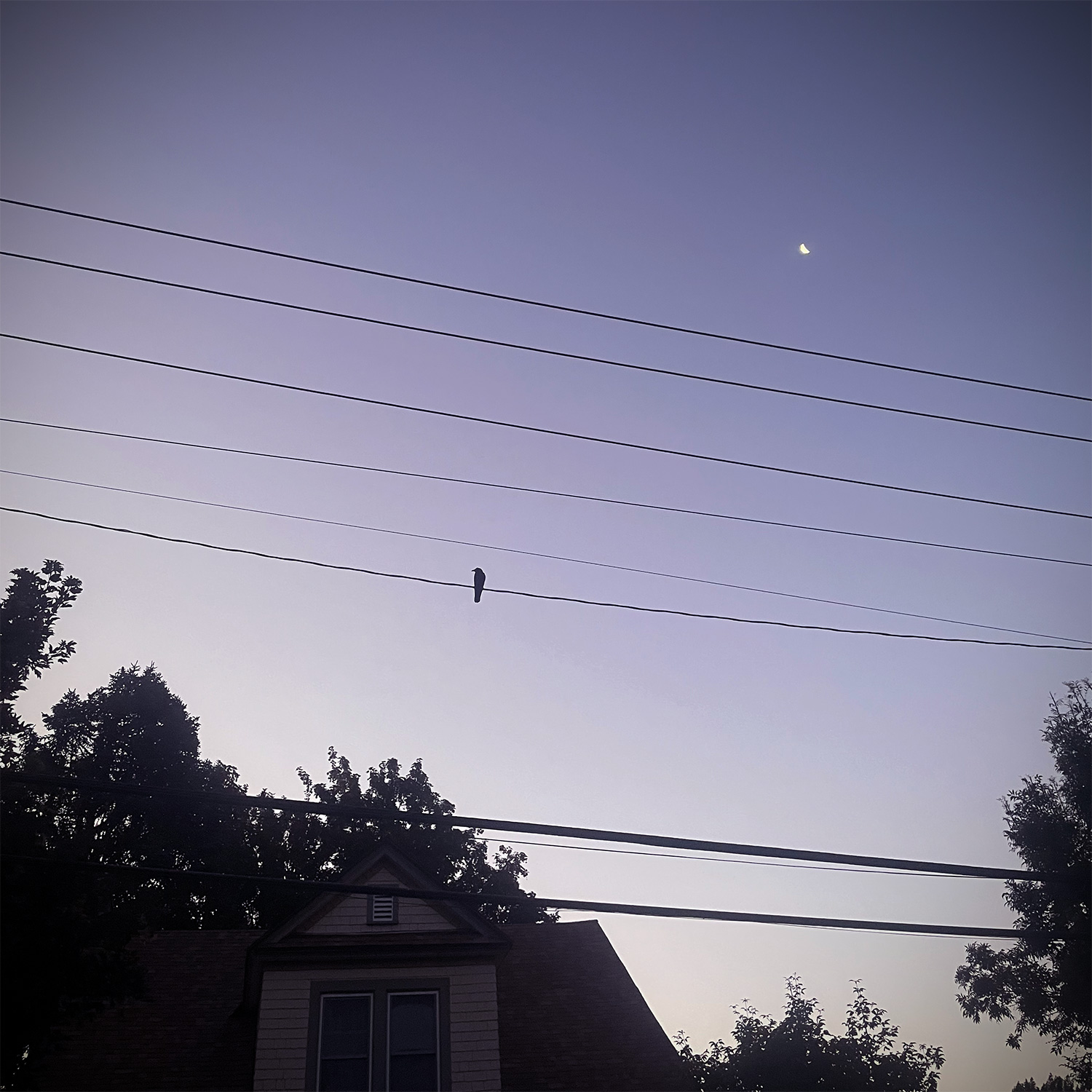A bird, some wires, the moon, at dawn