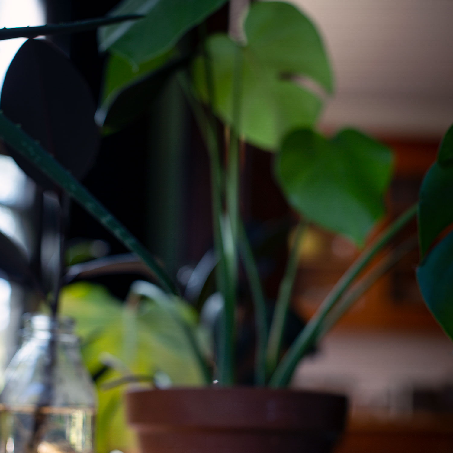 Some out of focus houseplants