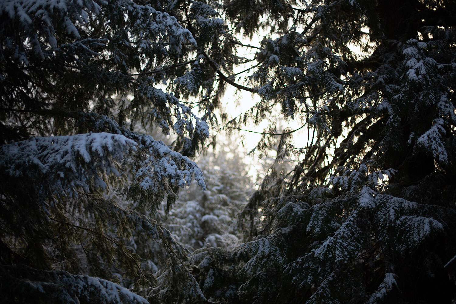 Sunlight through the trees