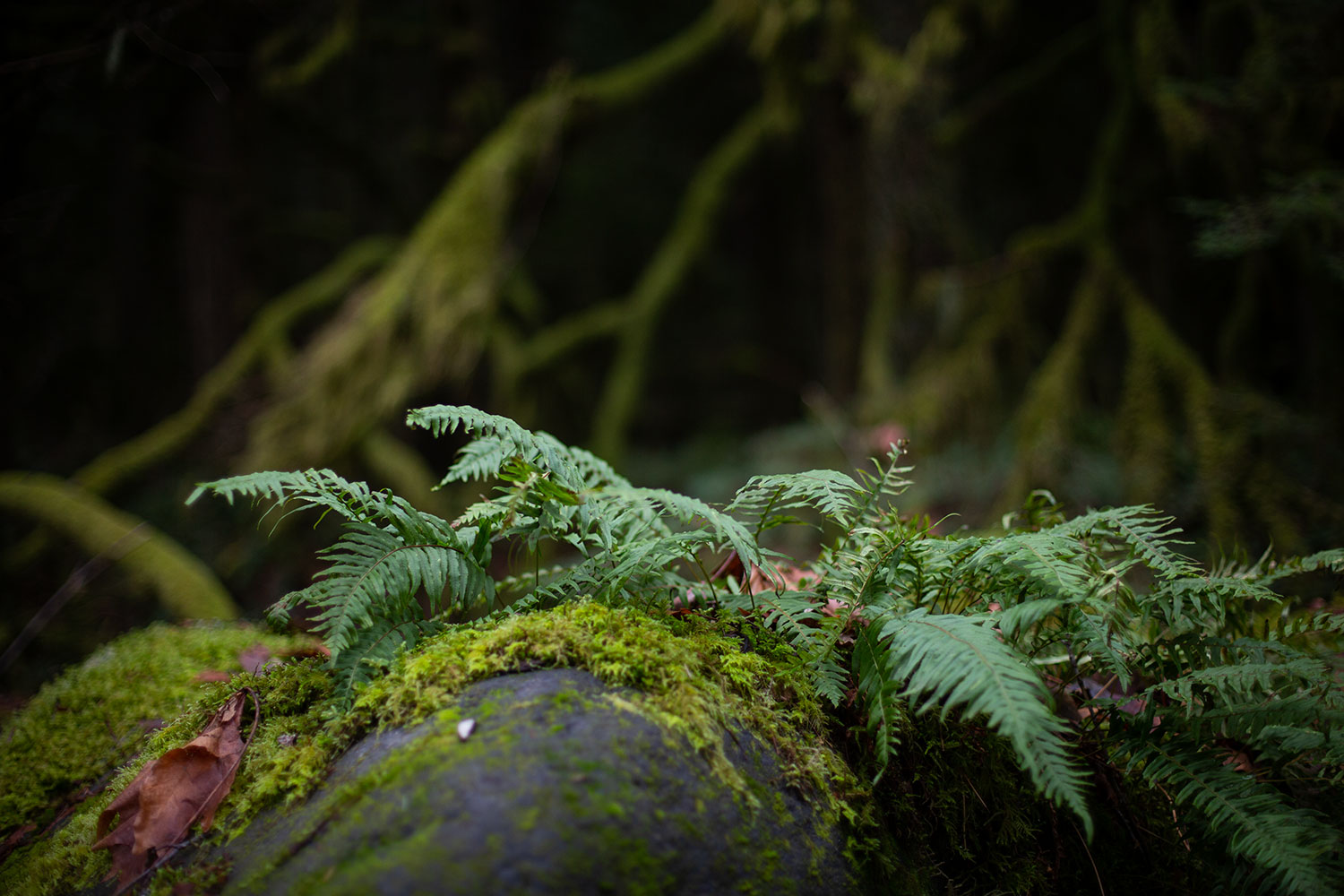 A rather dark image of some ferns on a rock