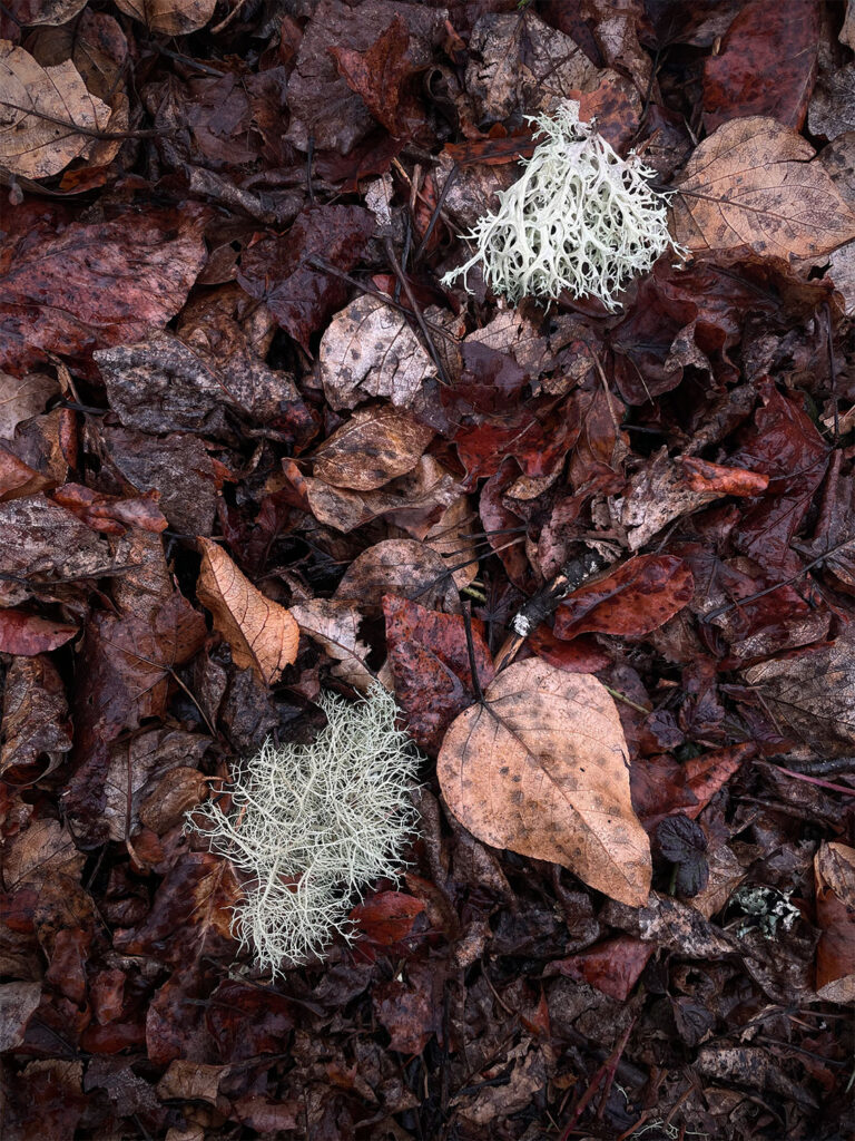 An image of some decaying leaves and some lichen
