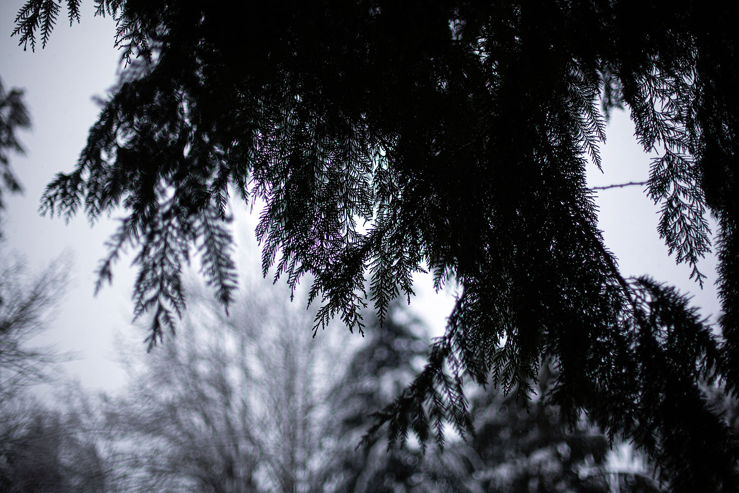 A rather murky picture of some branches silhouetted against a cold grey sky