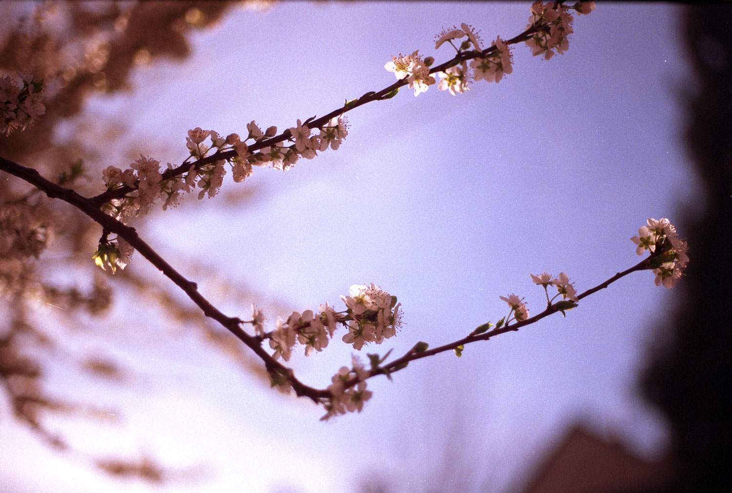 Blossoms against a pinkish sky