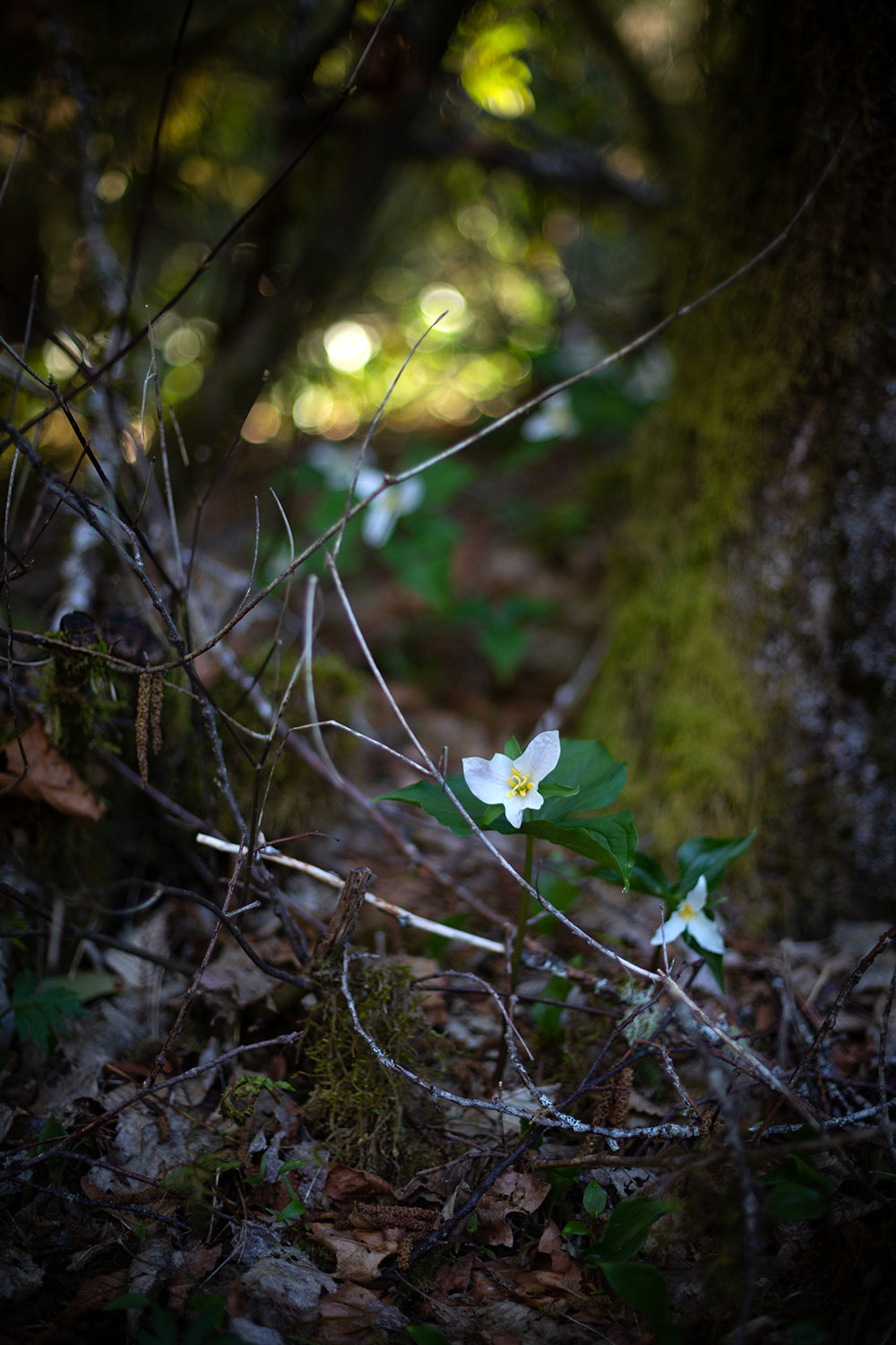A messy natural scene of trillium ovatum backlit by the morning sun