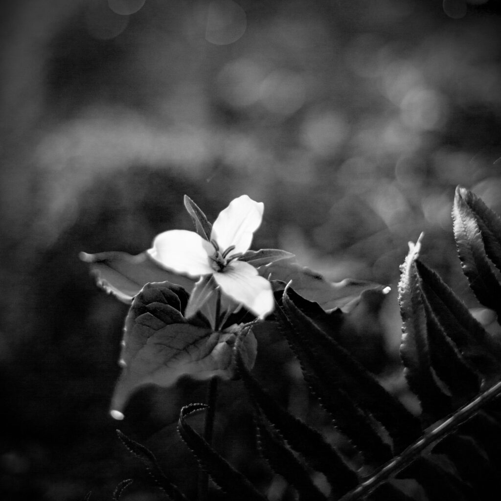 A trillium in black and white