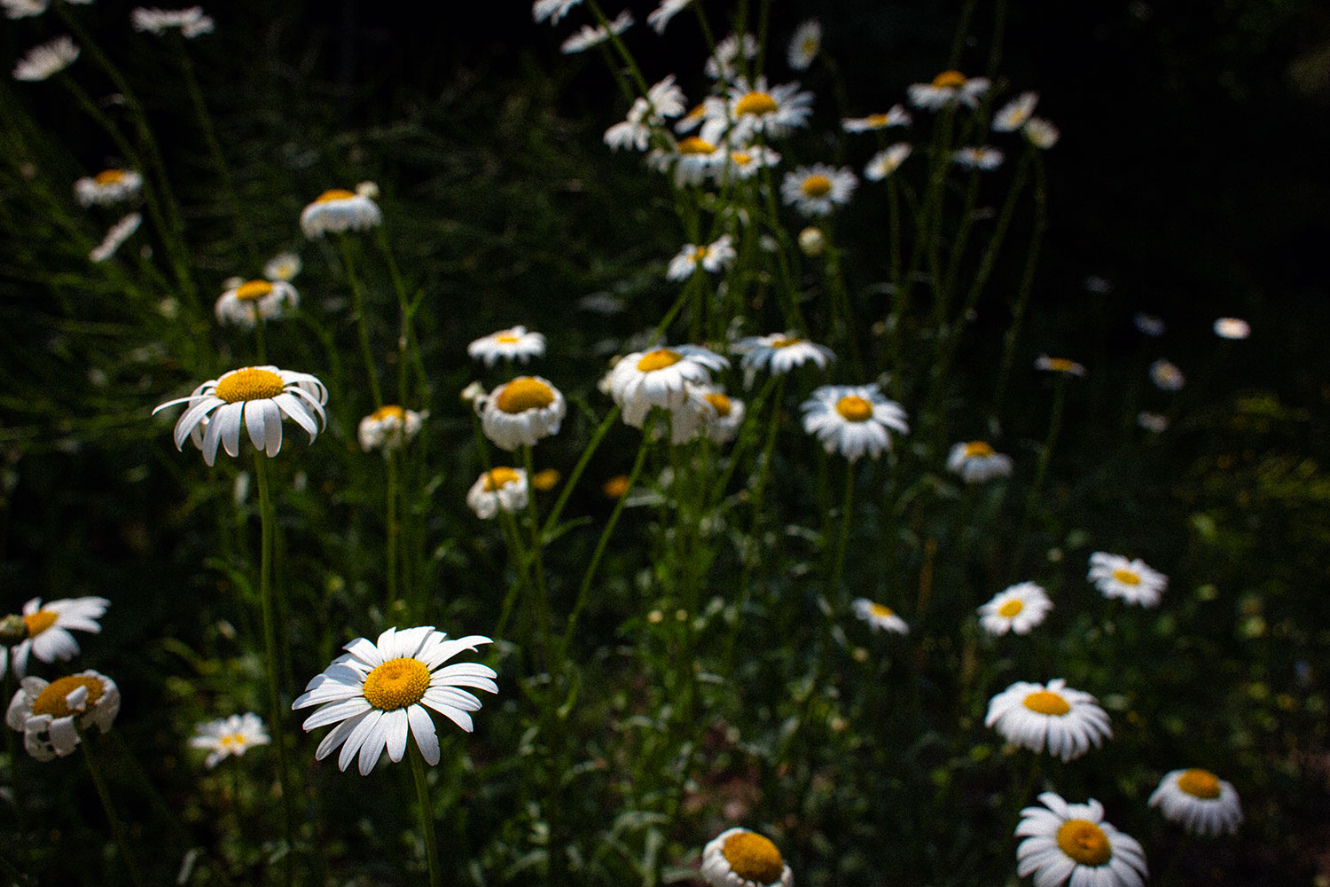 Roadside daisies