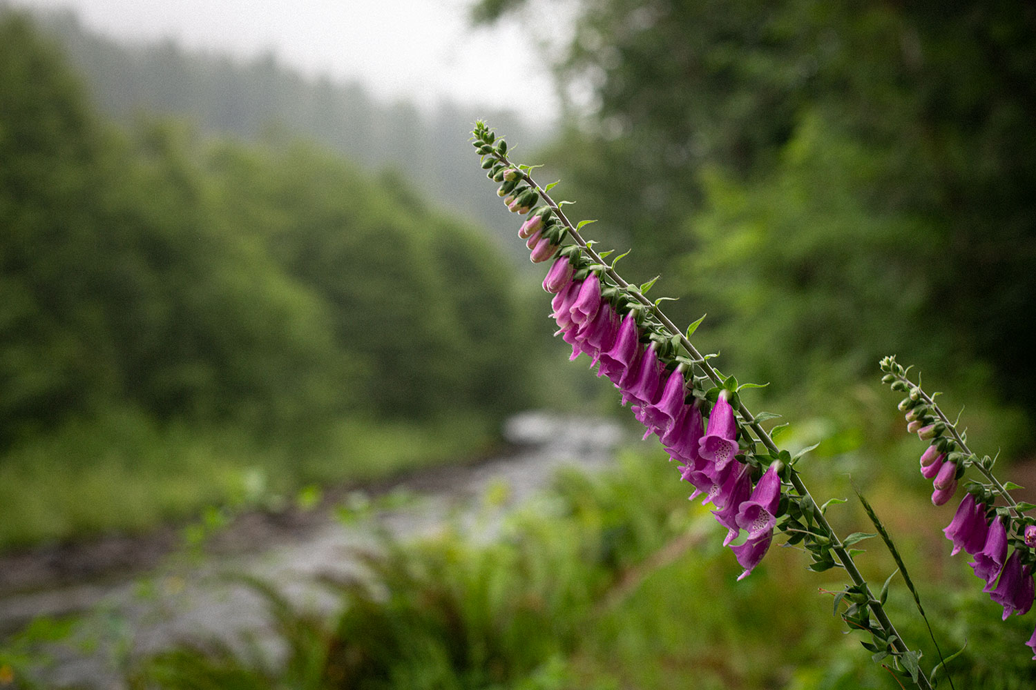 An image of magenta fox gloves in focus, against an out-of-focus background of river, summer-green trees and ferns.