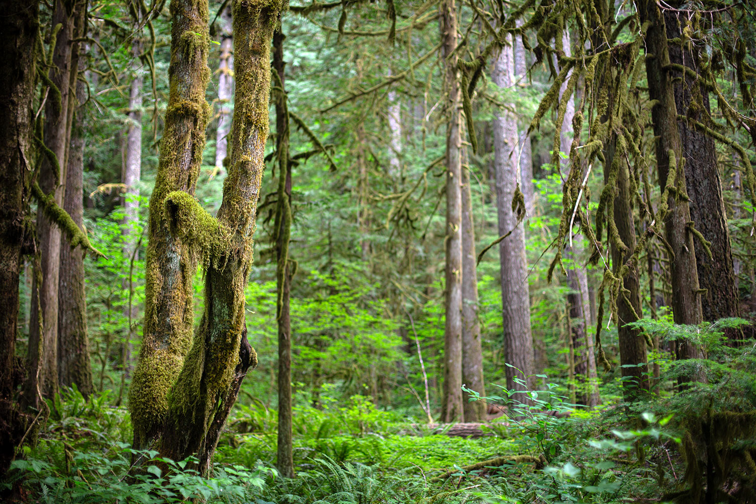 A view of some very treen trees, some of which are covered in moss