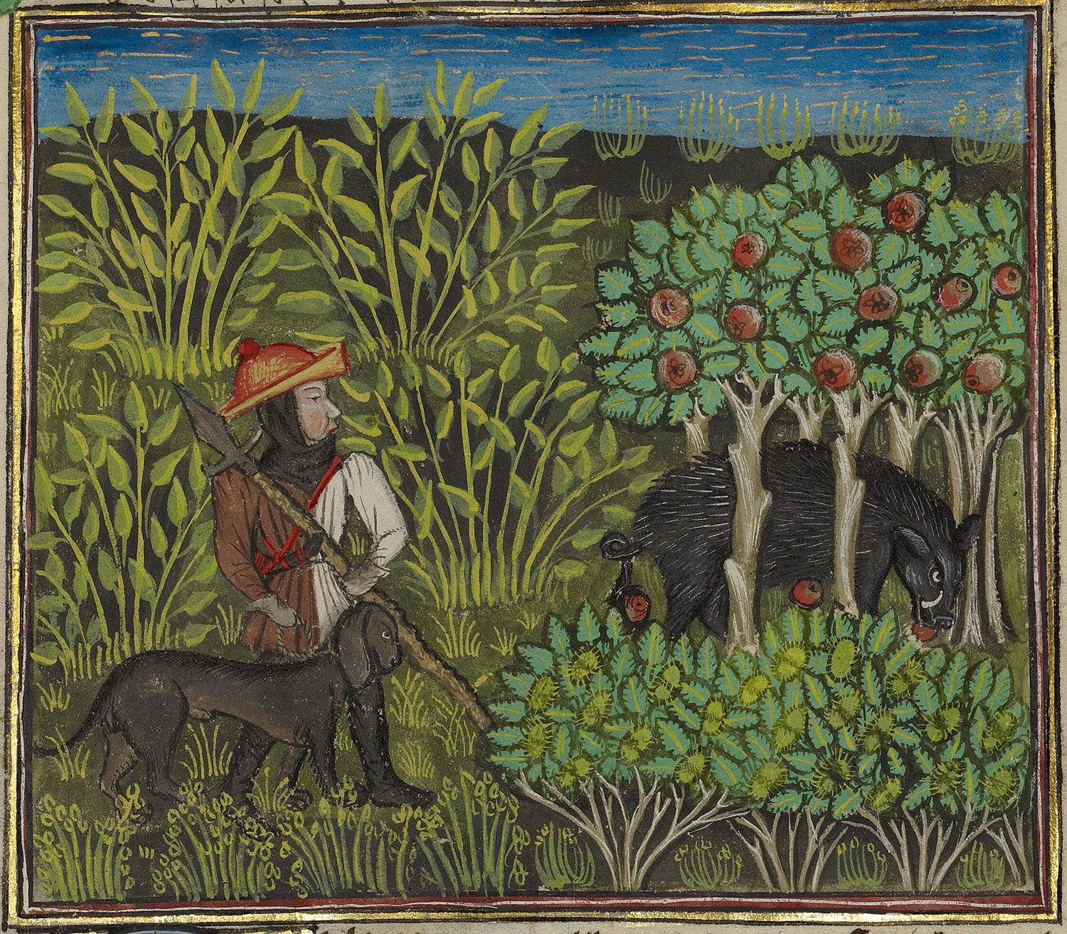 A very grumpy boar hides among the apple trees, marveling at the stupidity of hunter and hound.