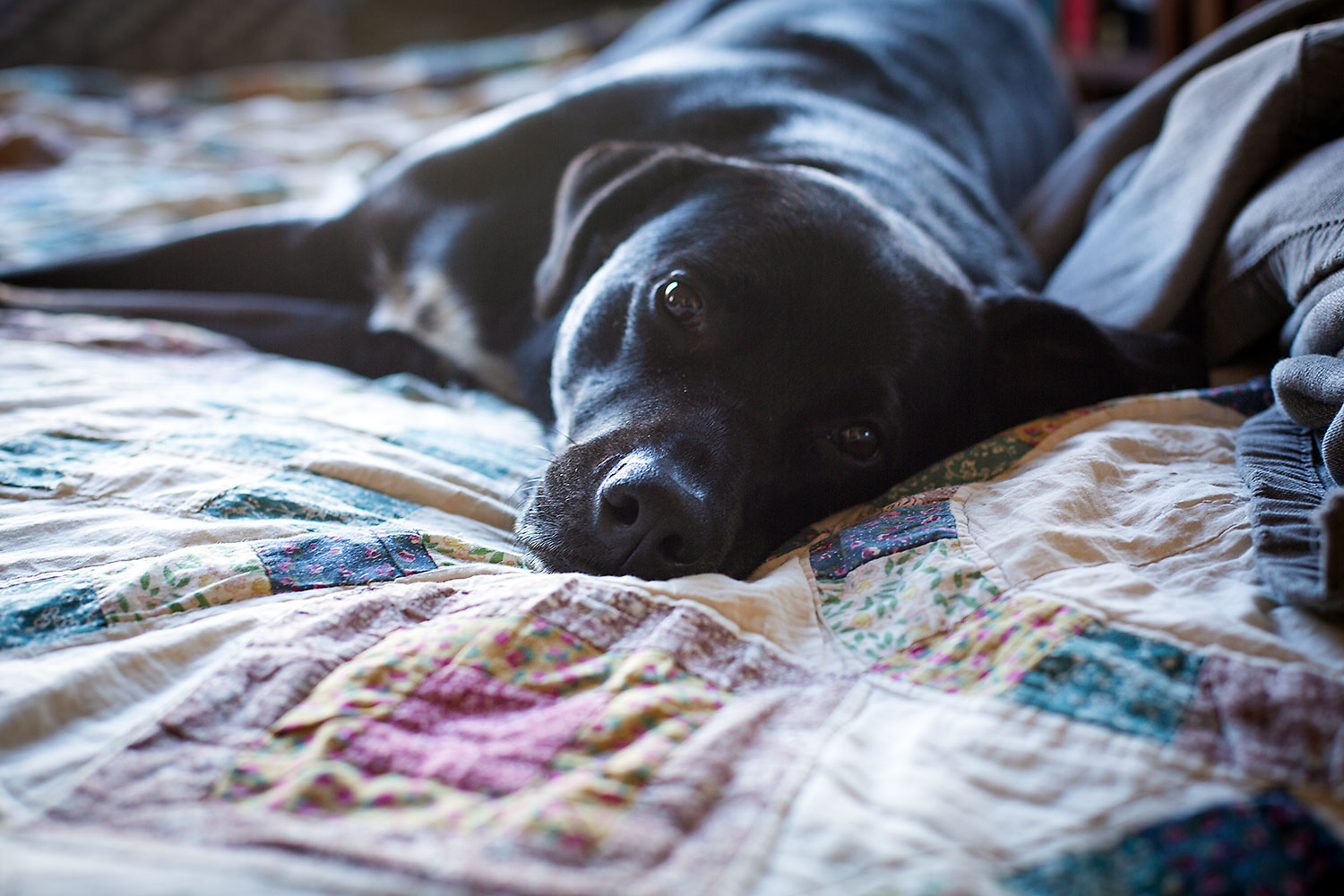 A black dog, stretched out on a shabby quilt, looks blankly at the viewer.