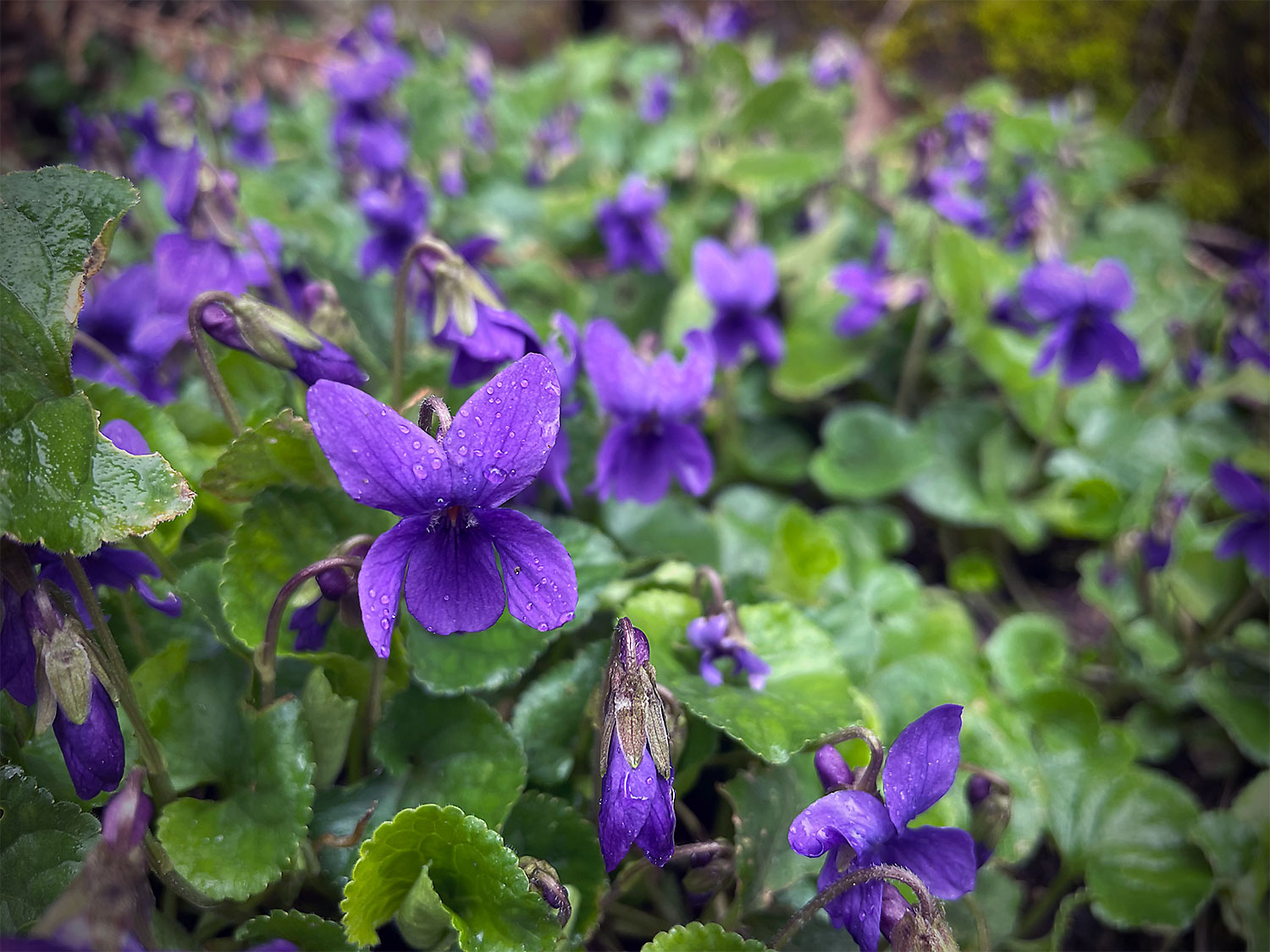 violets, in the rain