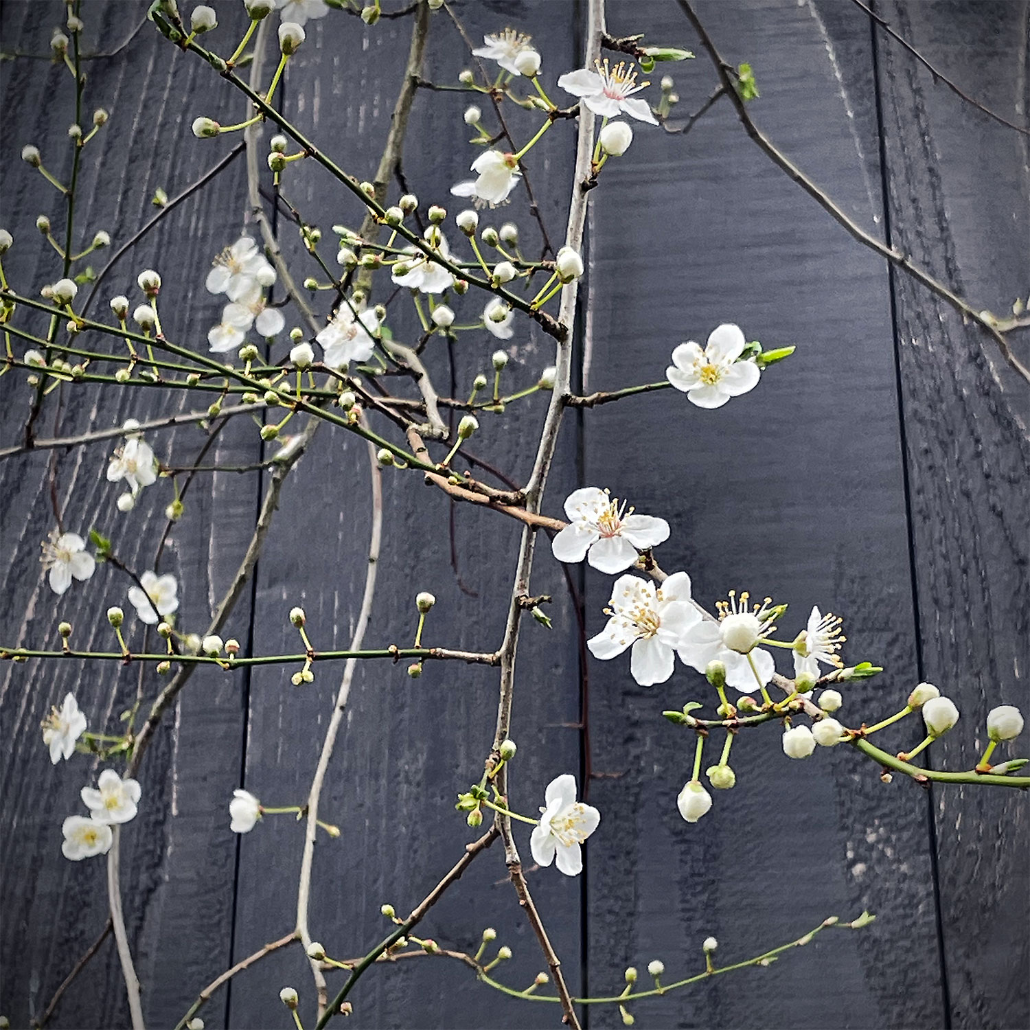 Budding branches against the charcoal-colored planks of a wooden fence