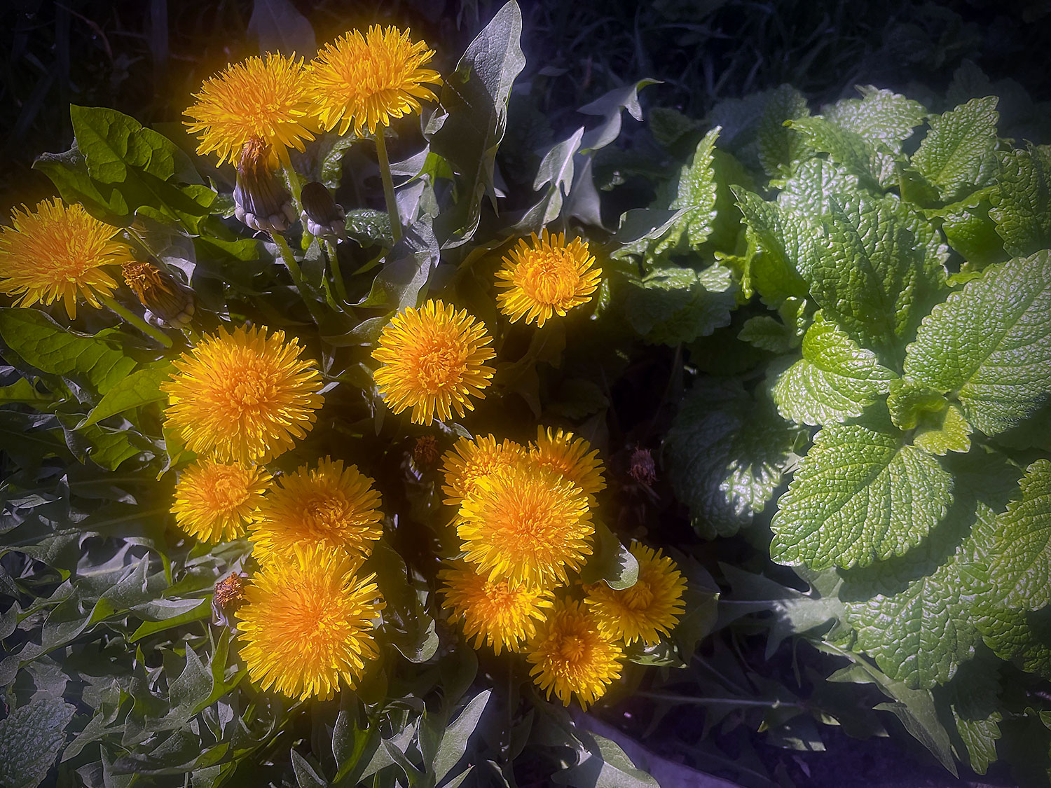 Dandelions on the verge