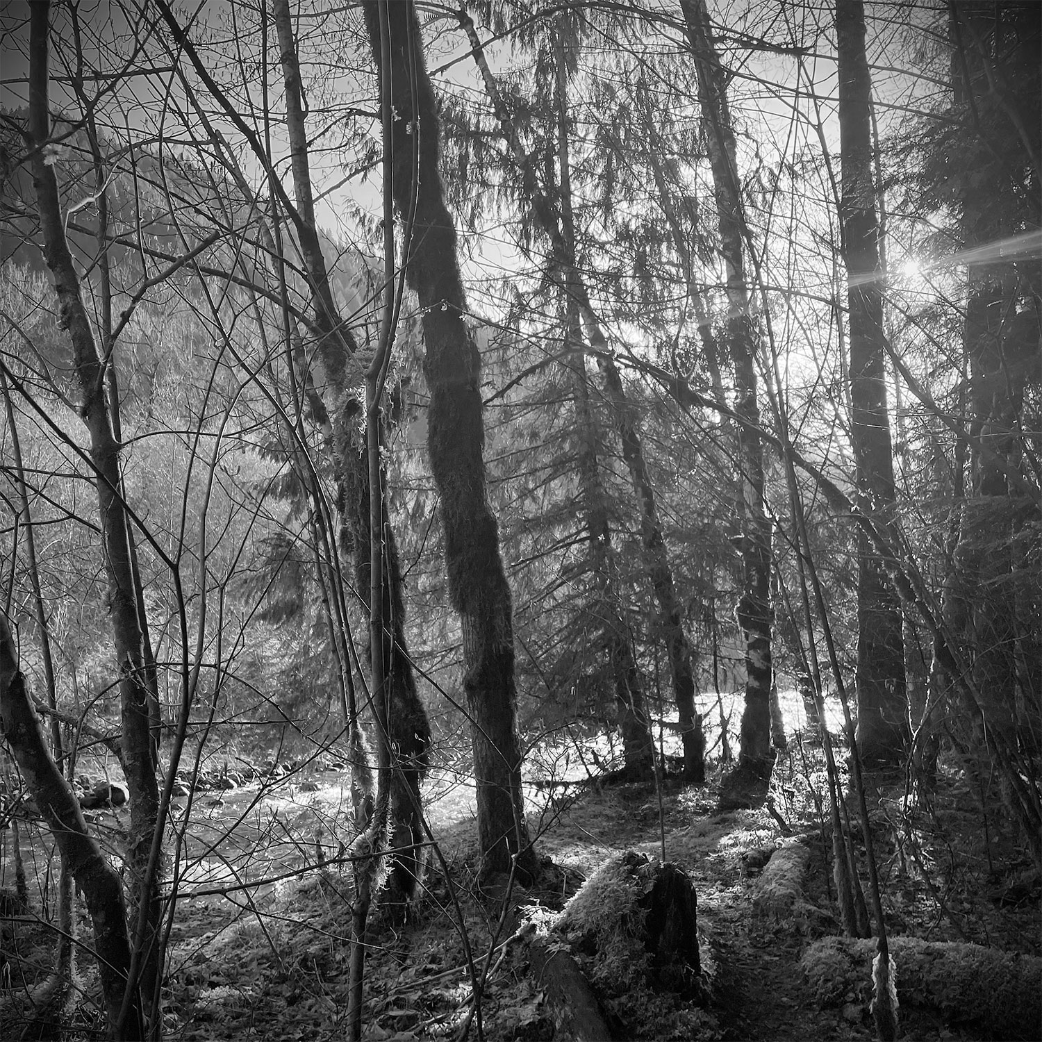 A view of a river through the trees