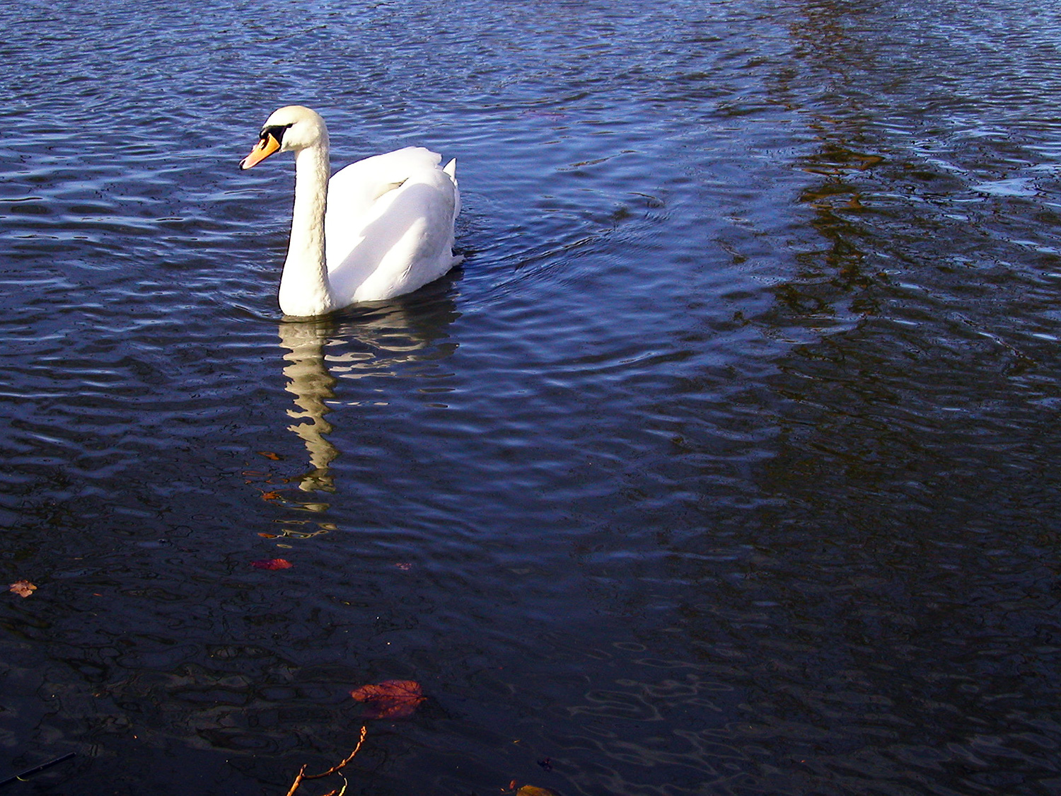 Swan on the Cherwell