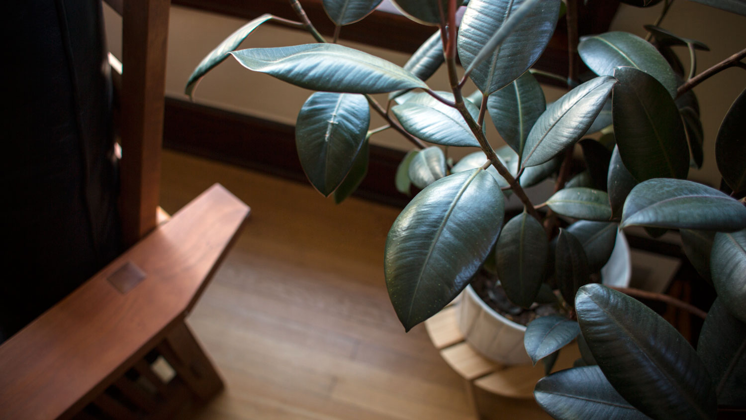 A corner of a chair and a houseplant by a window.