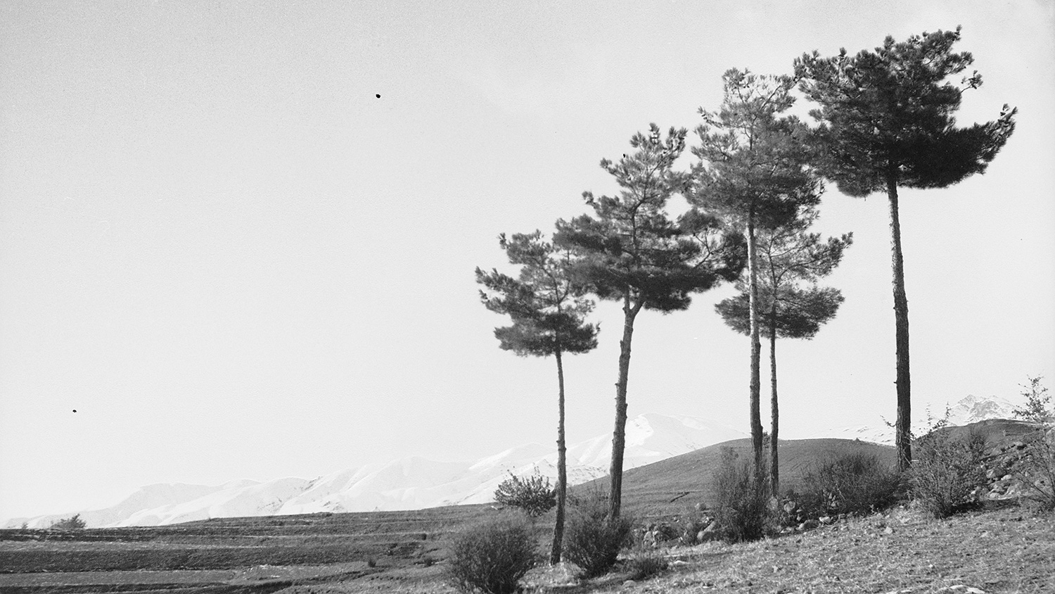 Trees in foreground, snow-covered hills in background