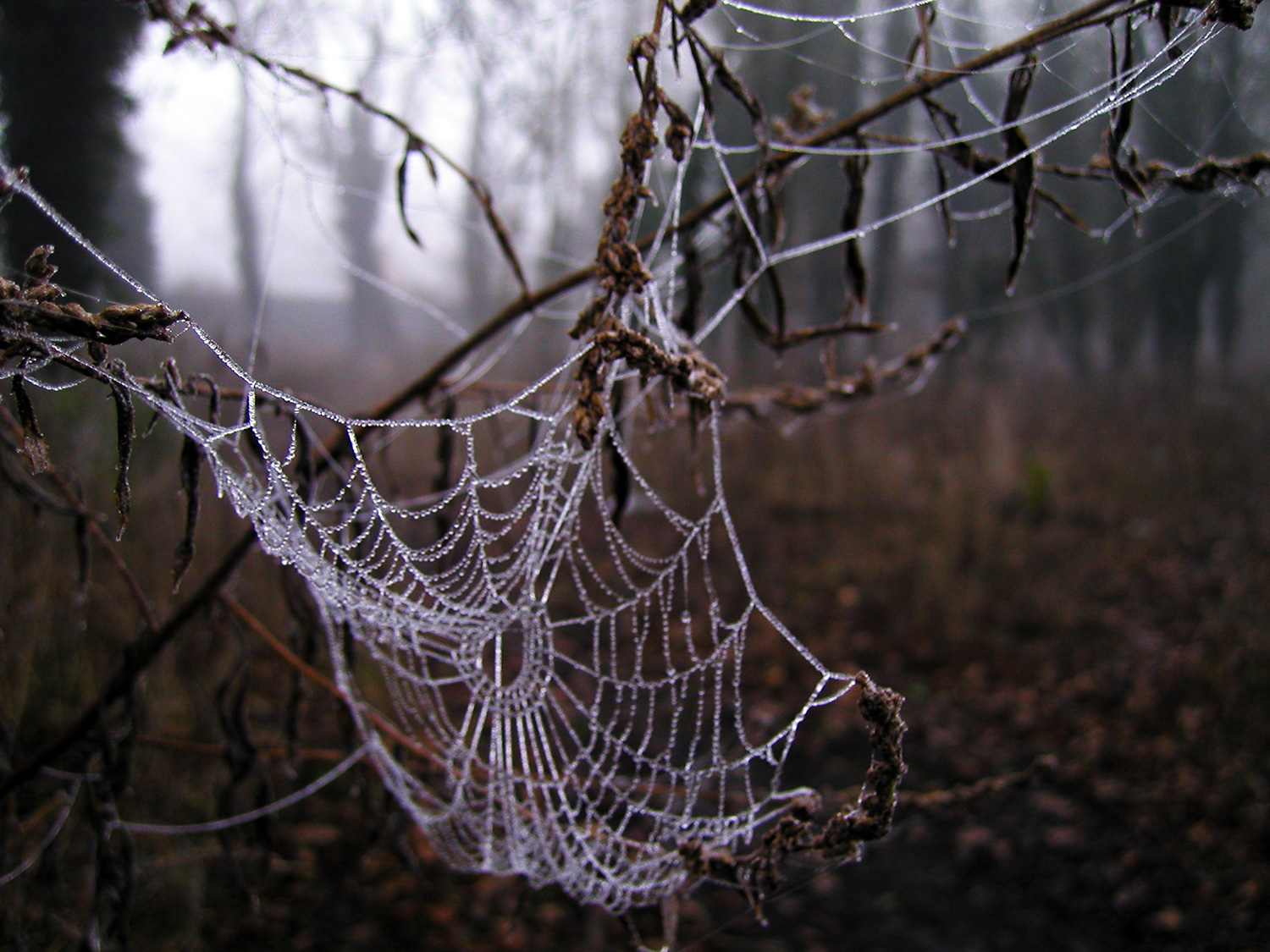 Spiderweb, frost