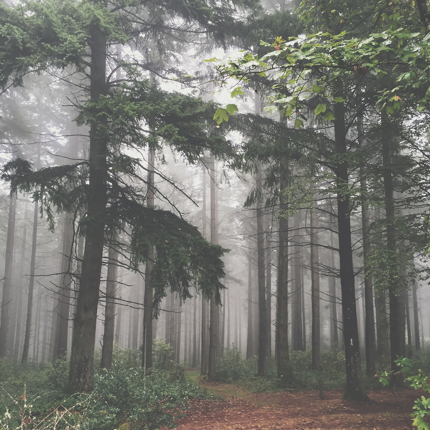 Trees in an atmospheric mist.