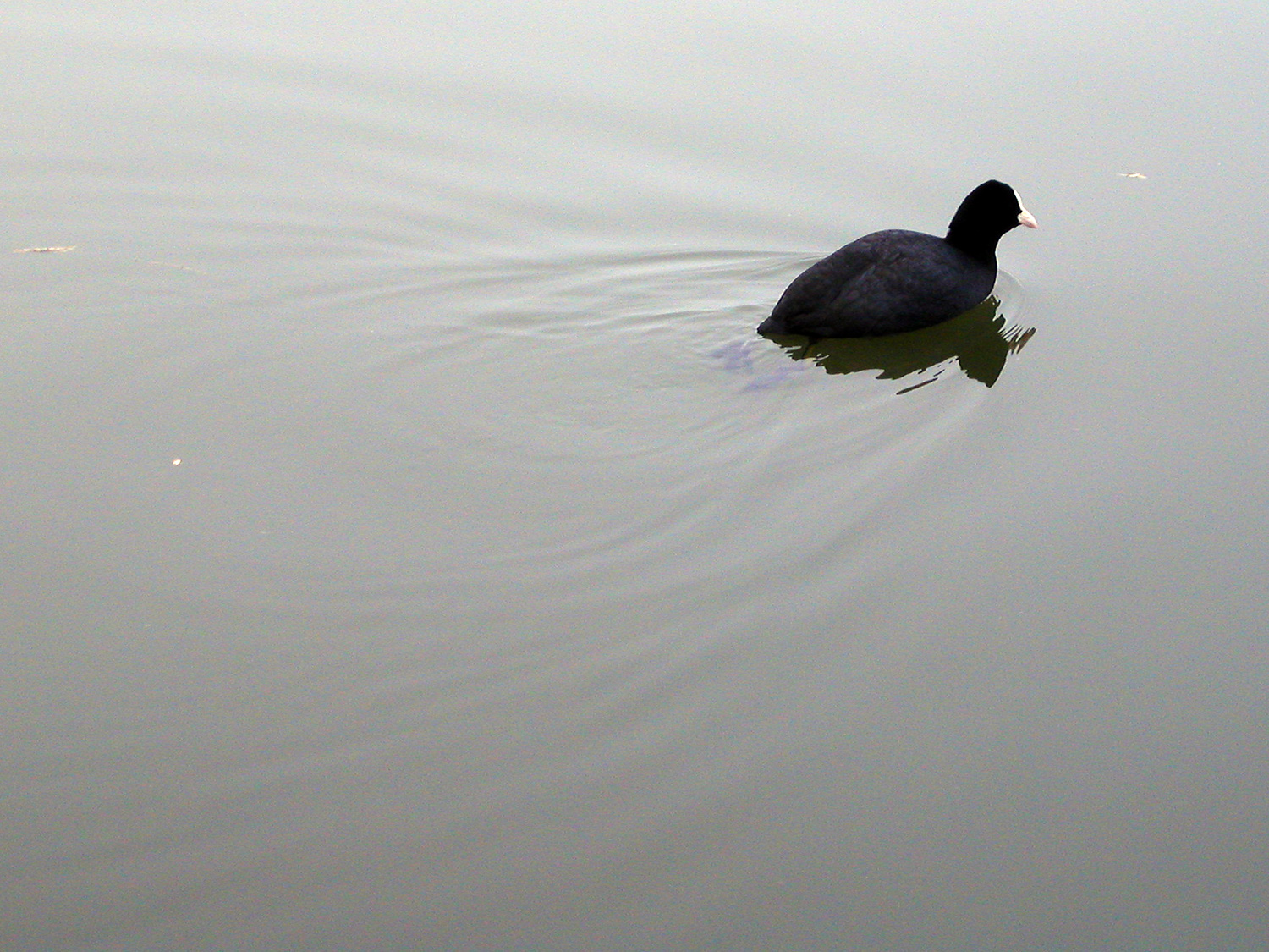 a lone coot on the river
