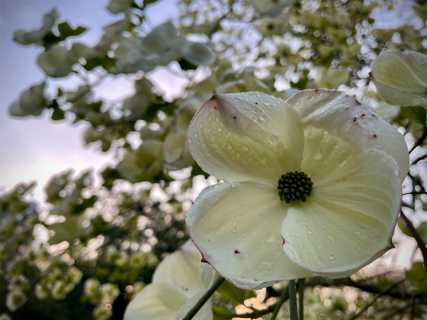 Flowering dogwood in the morning