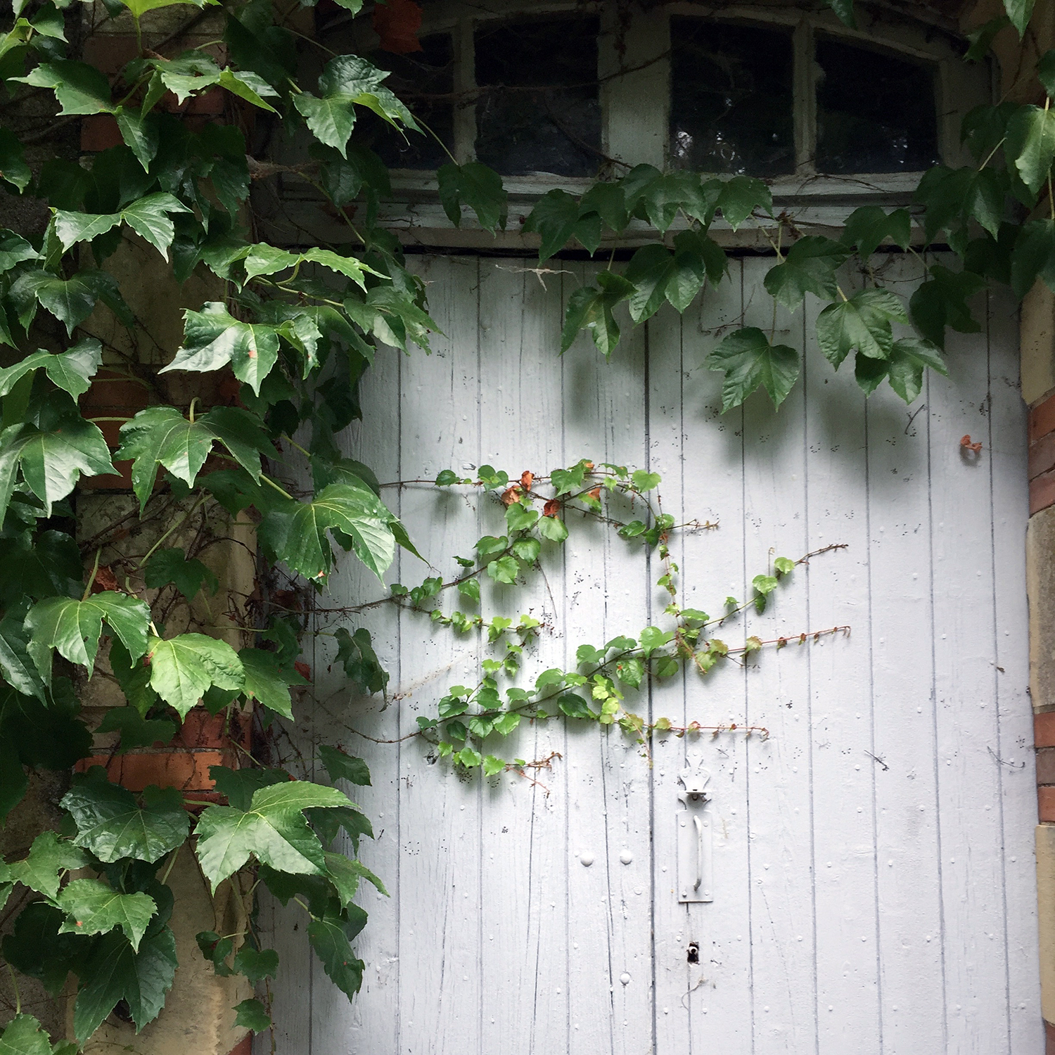 A doorway half-hidden by ivy.