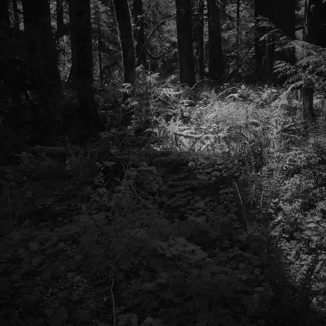 a rather underexposed image for a forest on a sunny day in spring