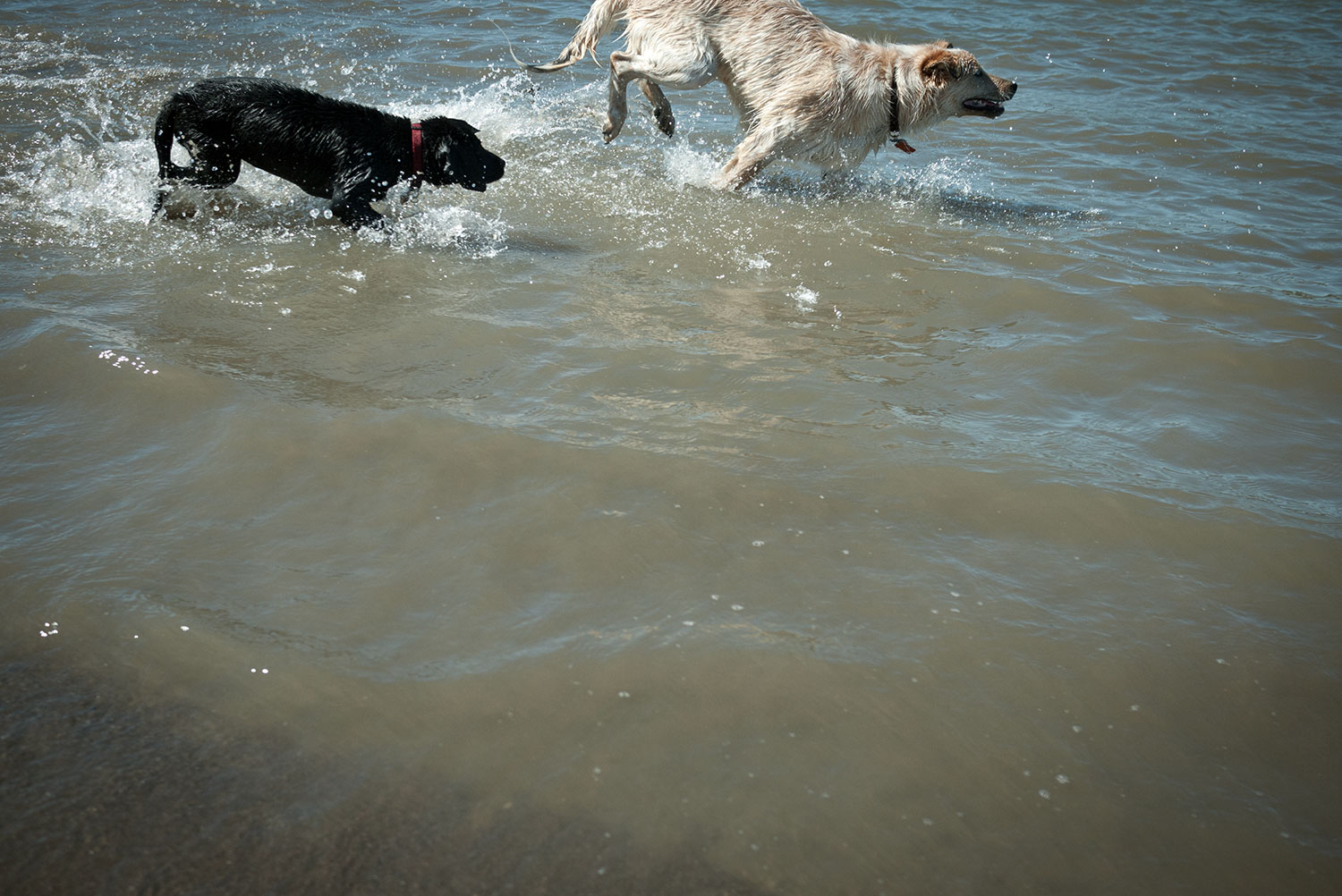 Niva and Wilson in the Columbia river