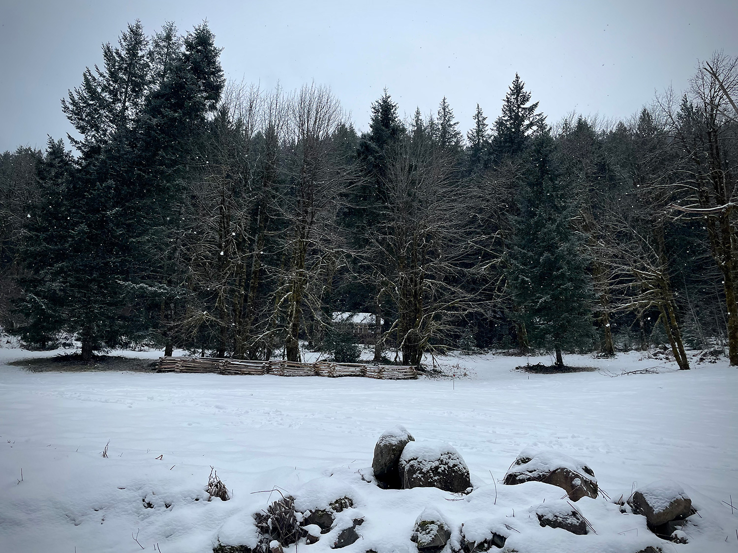 Snow, trees, mountain, winter