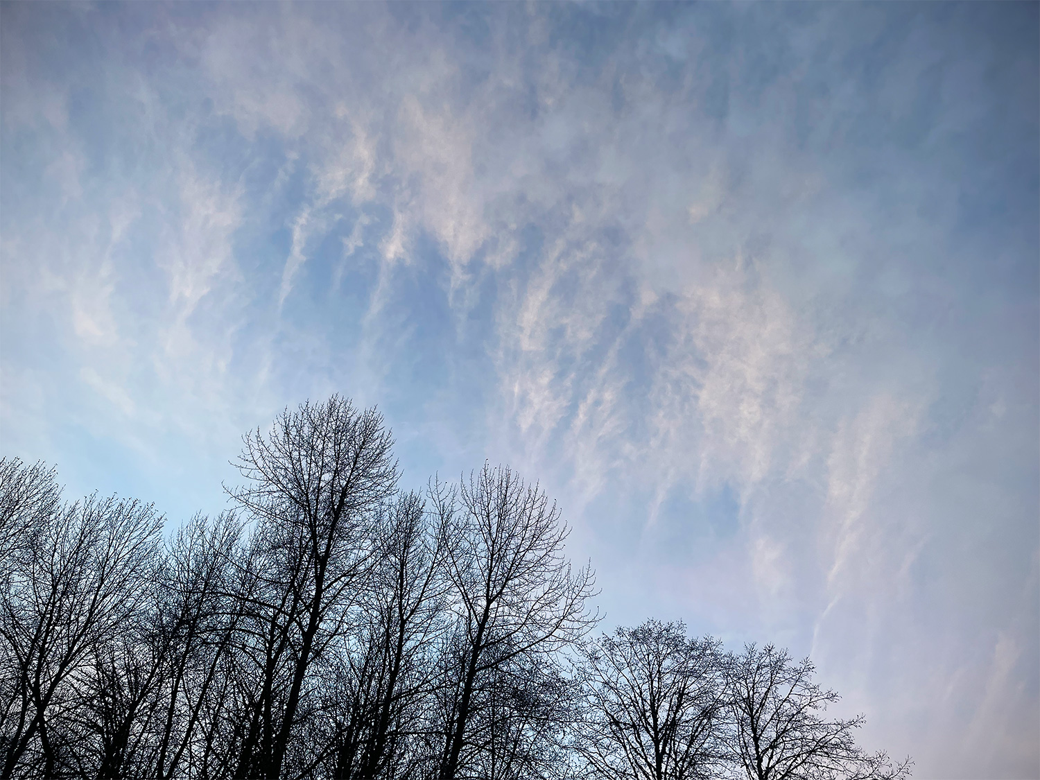 High clouds and bare trees