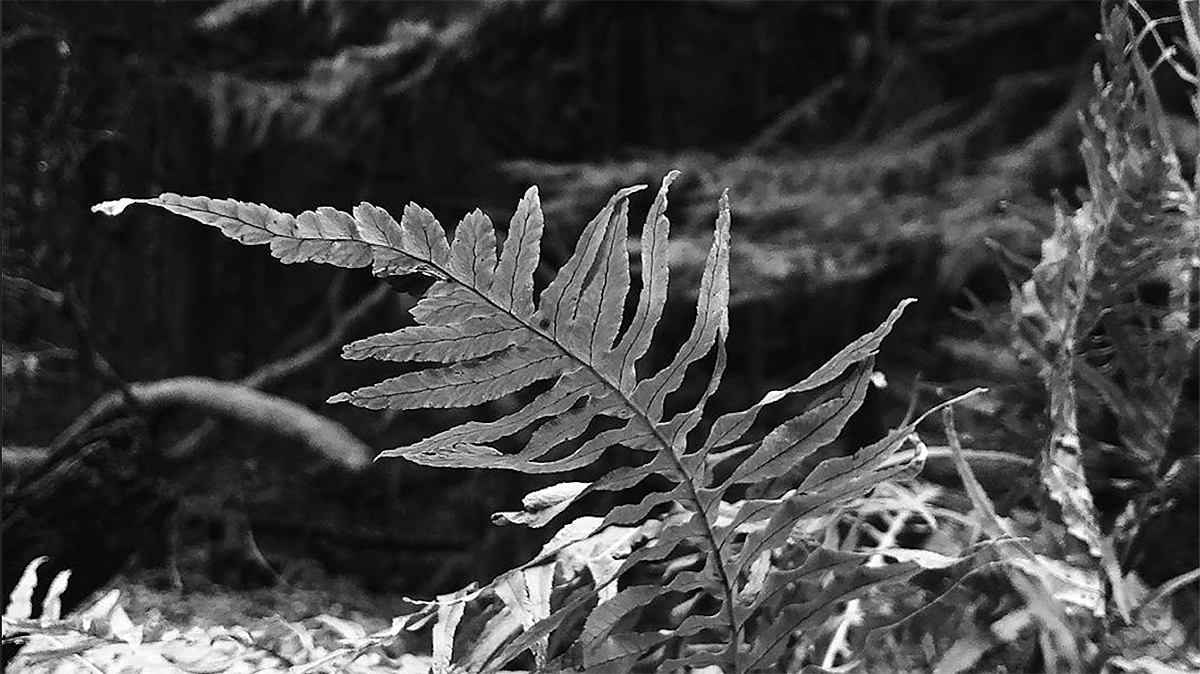A fern along the forest walk