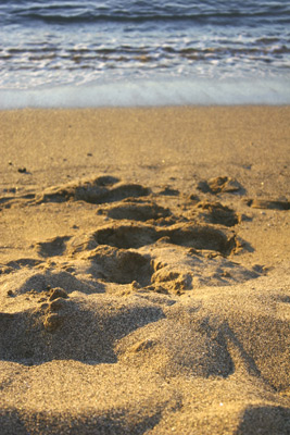 foot prints on a beach