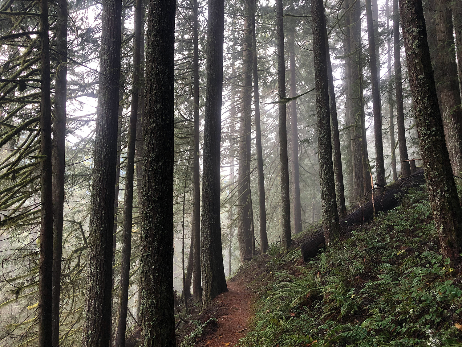 A view along the Hunchback mountain trail, featuring some trees, a trail, some mist, and the suggestion of a distant view.