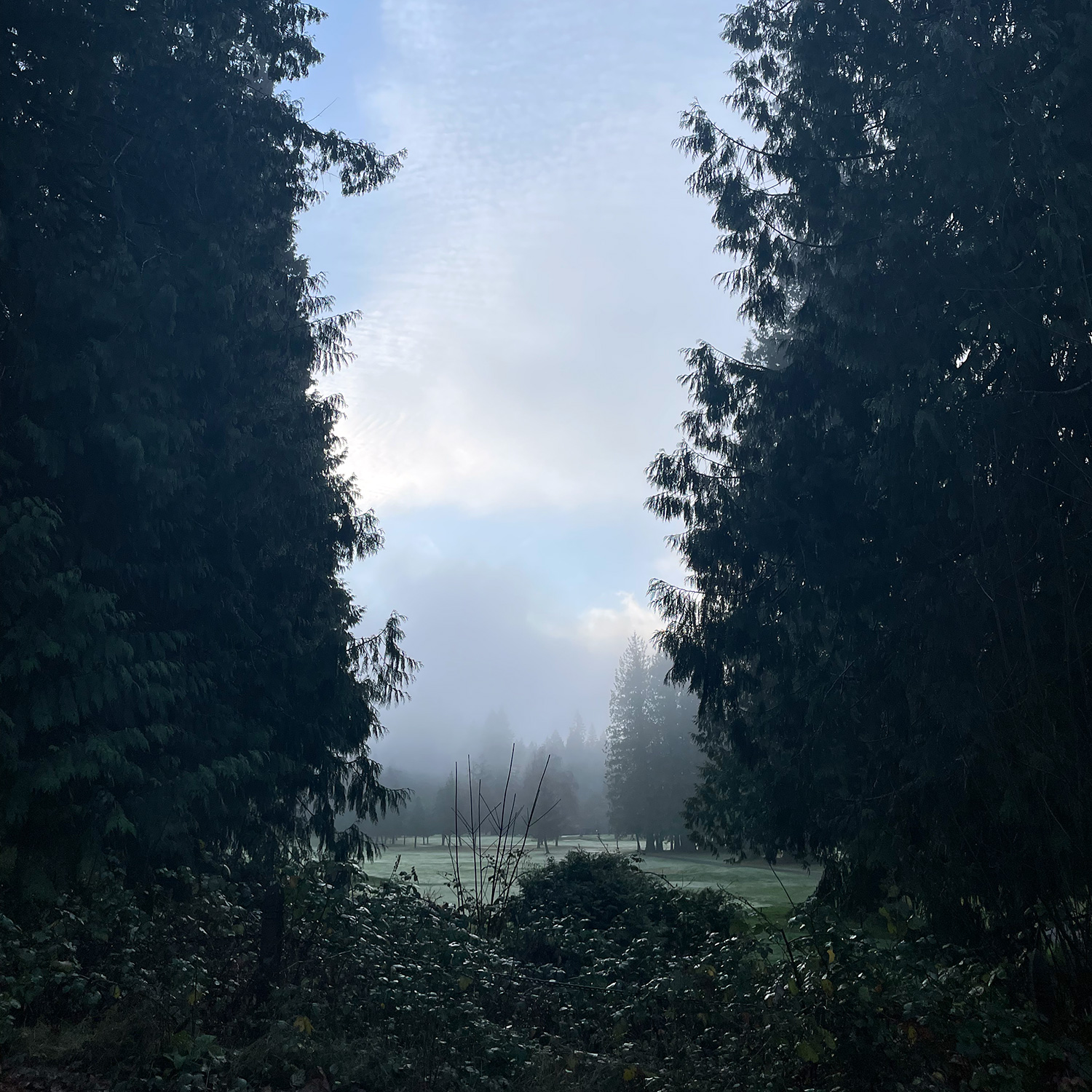 A grassy plain between evergreens, above some blackberries