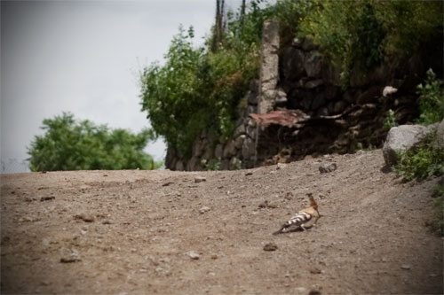 hoopoe in a village