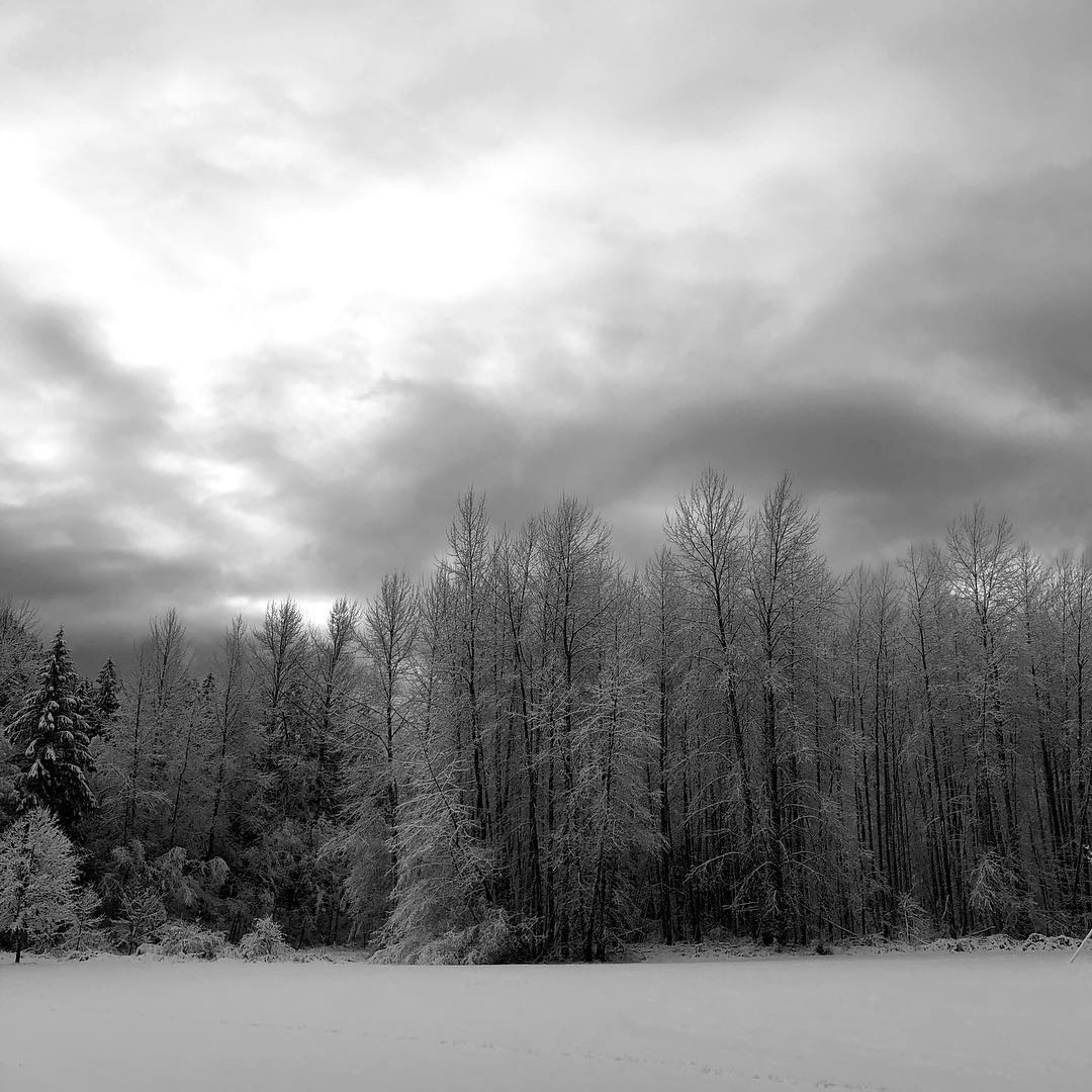 image of the empty school playing field at Welches Middle School on a winter morning, soft ambient light and graceful lines of trees