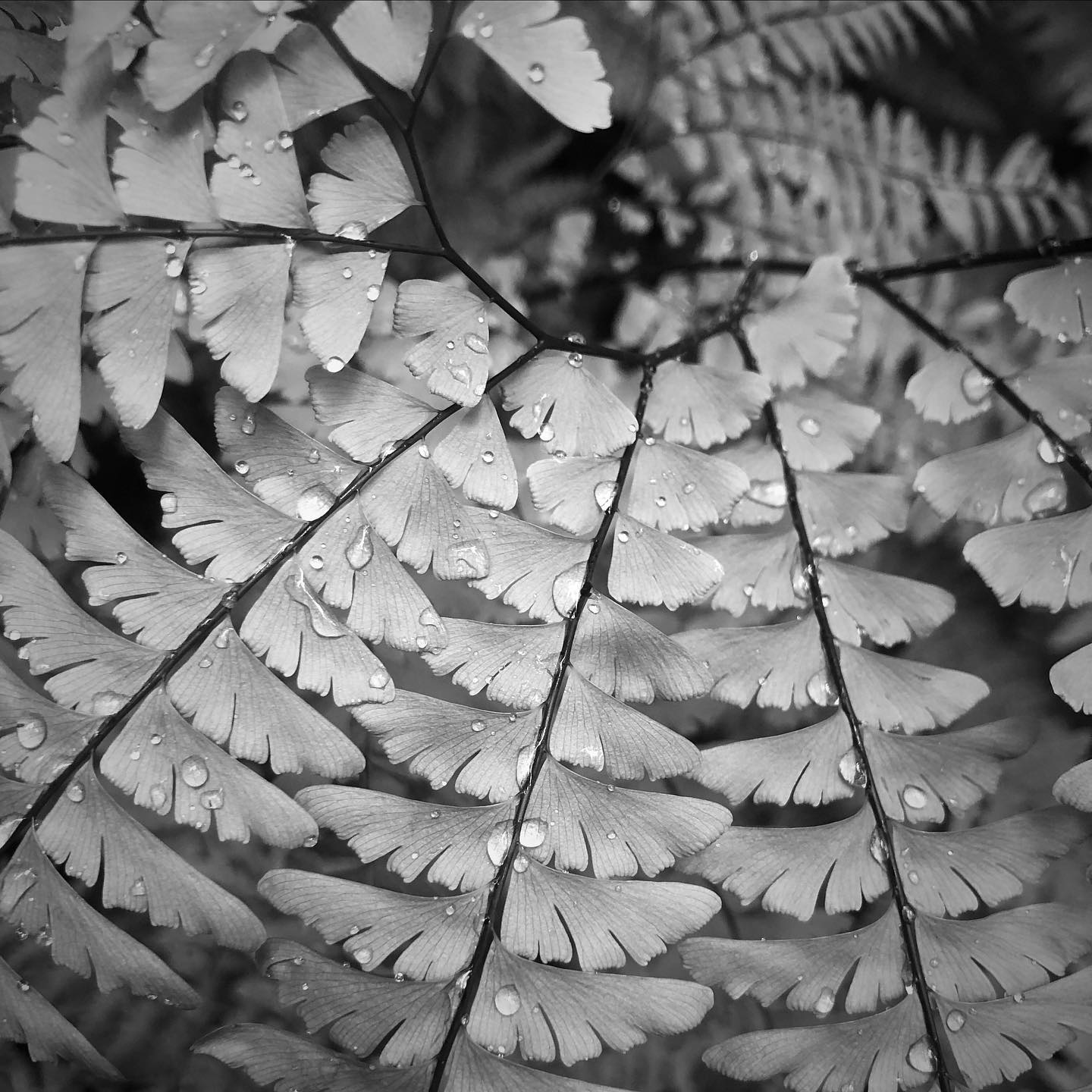 Maidenhair fern, covered in droplets