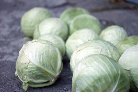 cabbages