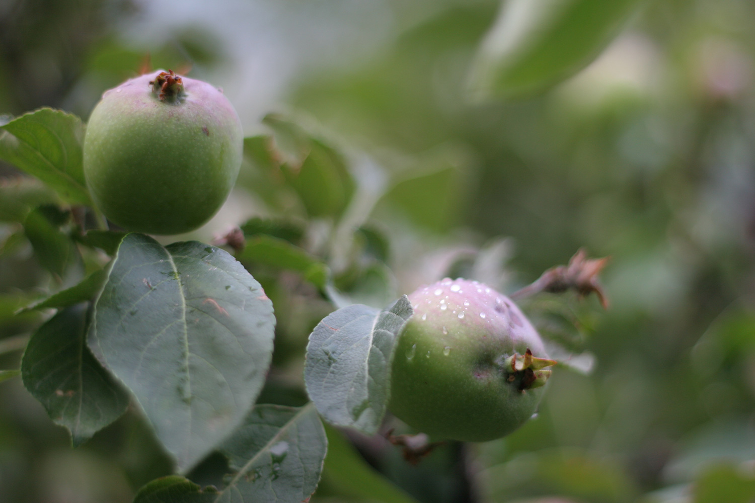Unripe apples on a tree
