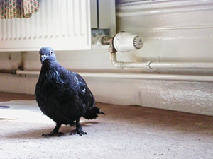 British pigeon