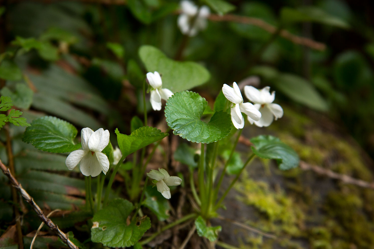 Violets, bleached by rain