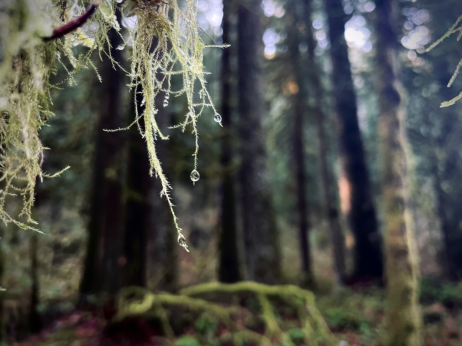 Water droplets and usnea hanging from a branch along the forest path