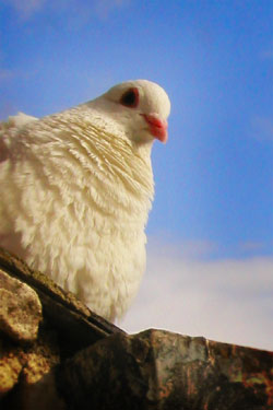 A white pigeon.